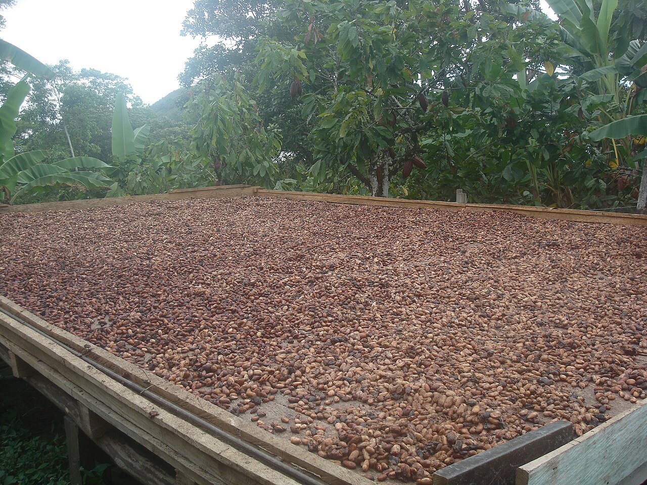 Cocoa beans drying after post-harvest processing