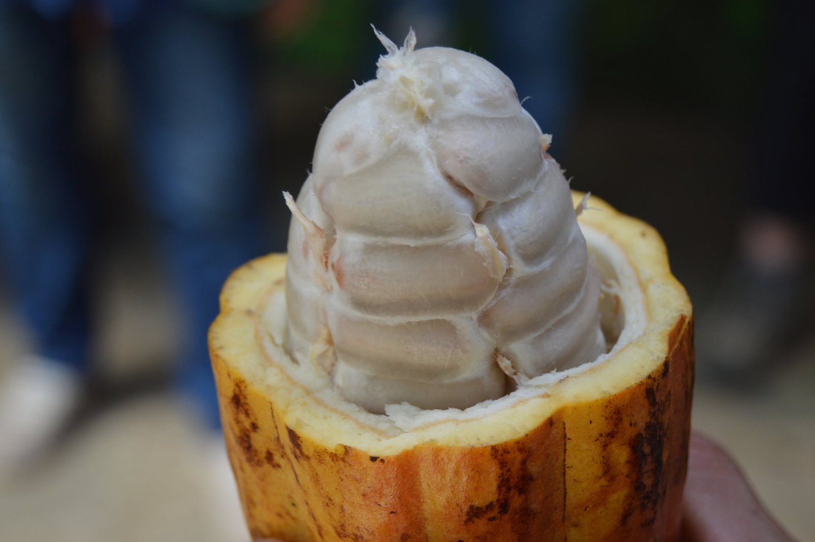 Fresh cocoa beans icon