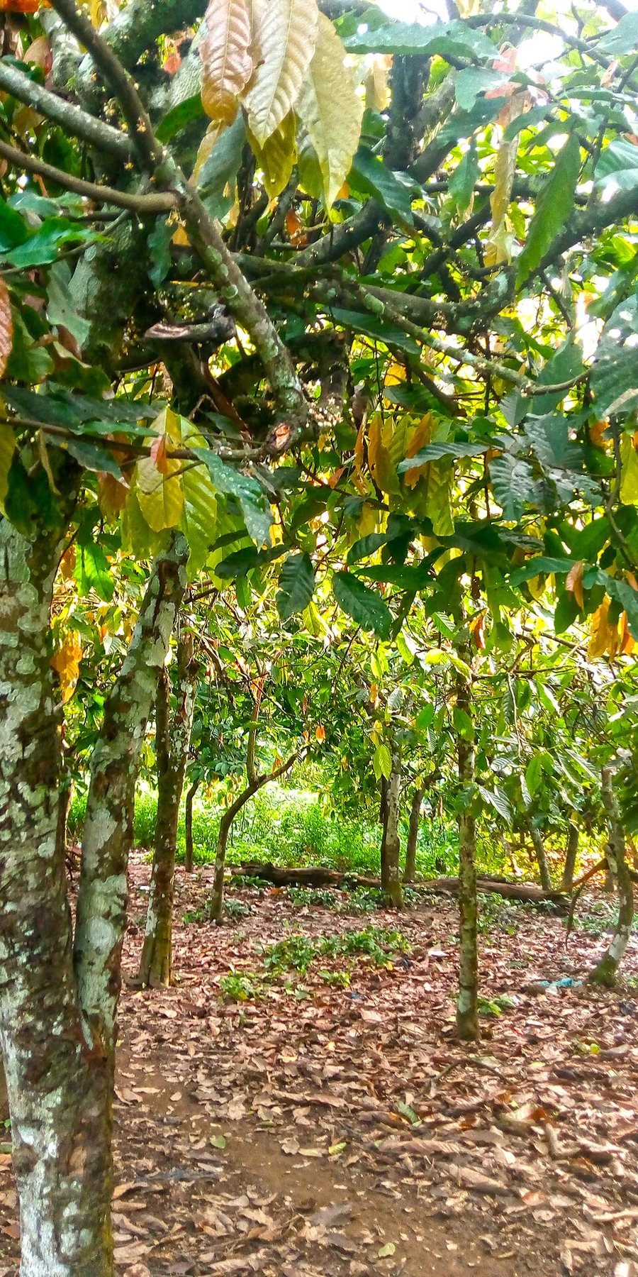 Cocoa plantation