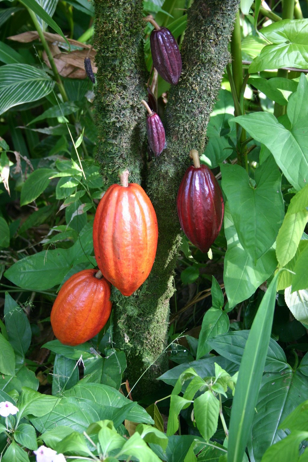 Cocoa pods growing on a tree