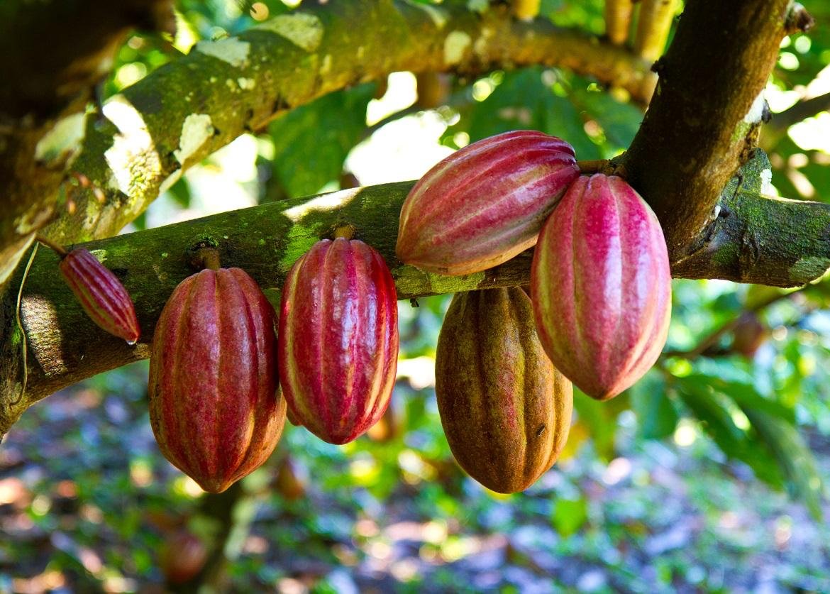 Cocoa pods growing on a cacao tree